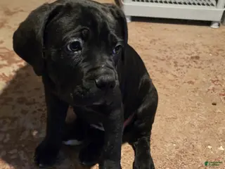 Cane Corso dogs Cane Corso Puppy 5 - Ad 15