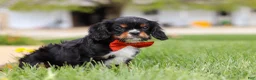 Cavalier King Charles Spaniel dogs for sale: Charlie - Ad 7