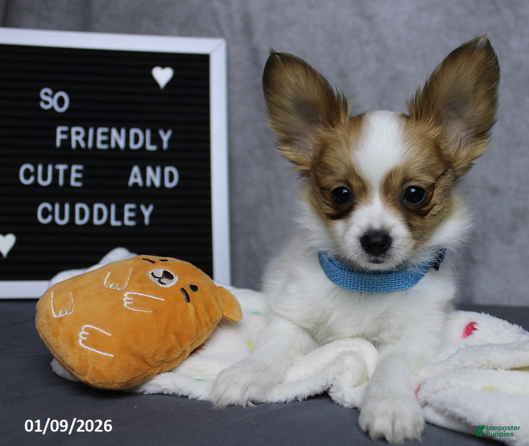 Papillon dogs for sale: Nobel - Ad 5