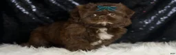 Shih Tzu dogs for sale: Dove - Ad 3