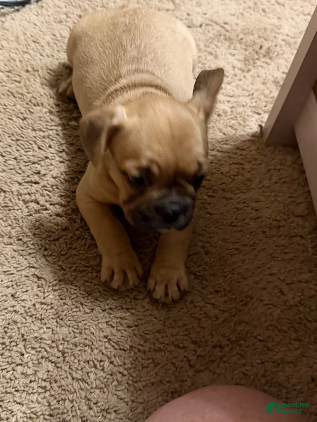 French Bulldog dogs for sale: French Bulldog 6 - Ad 2