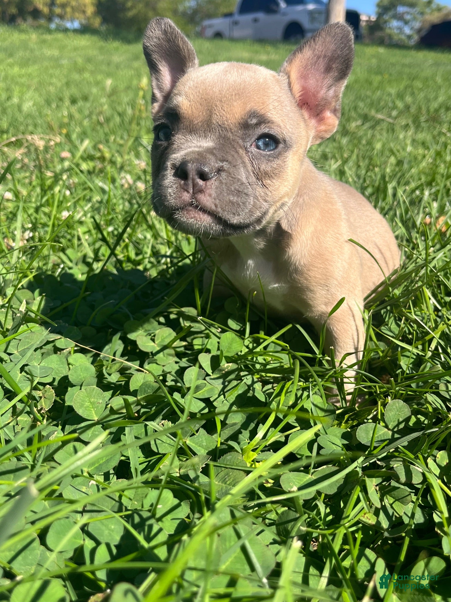 American Bully dogs American Bully 2 - Ad 22