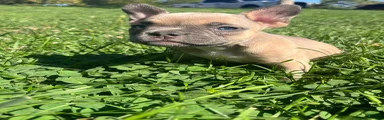 American Bully 2
