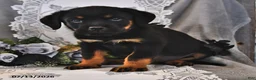 Rottweiler dogs for sale: Alfred - Ad 2