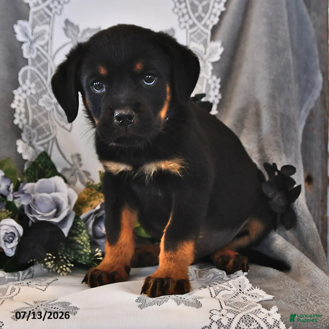 Rottweiler dogs for sale: Alfred - Ad 2