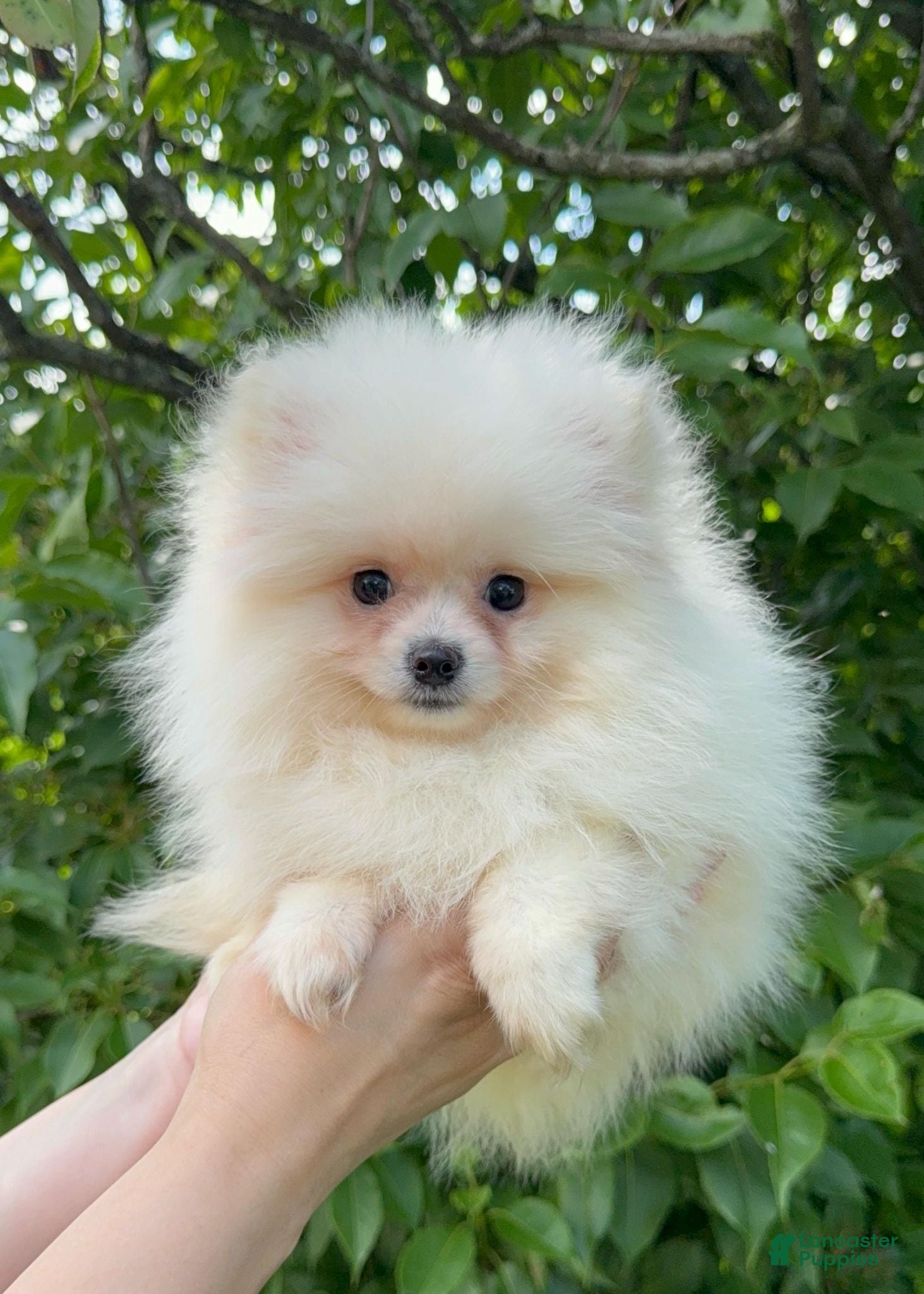 Pomeranian dogs Pomeranian Puppy Fluffy - Ad 35