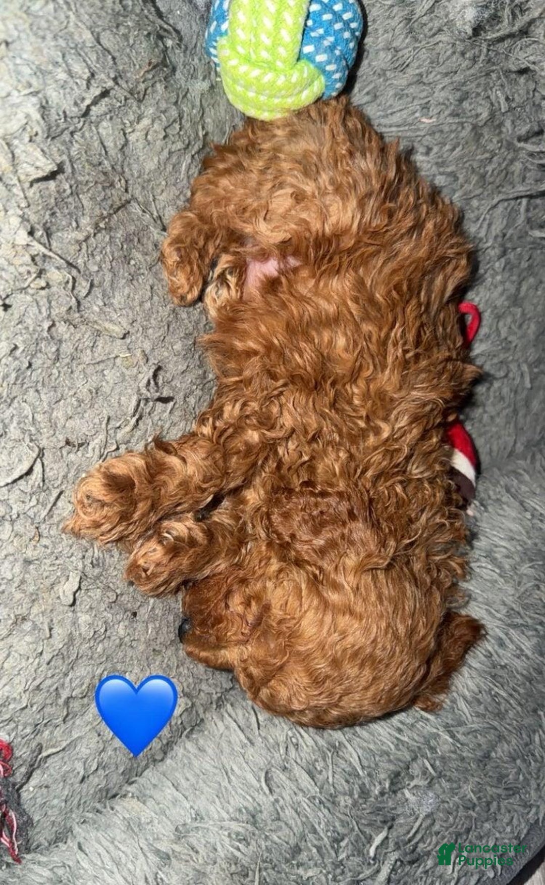 Toy Poodle dogs for sale: Lucia - Ad 16