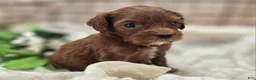 Cockapoo dogs for sale: Emily - Ad 21