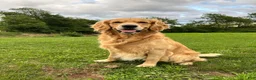 Golden Retriever dogs for stud: Ace stud dog  - Ad 1