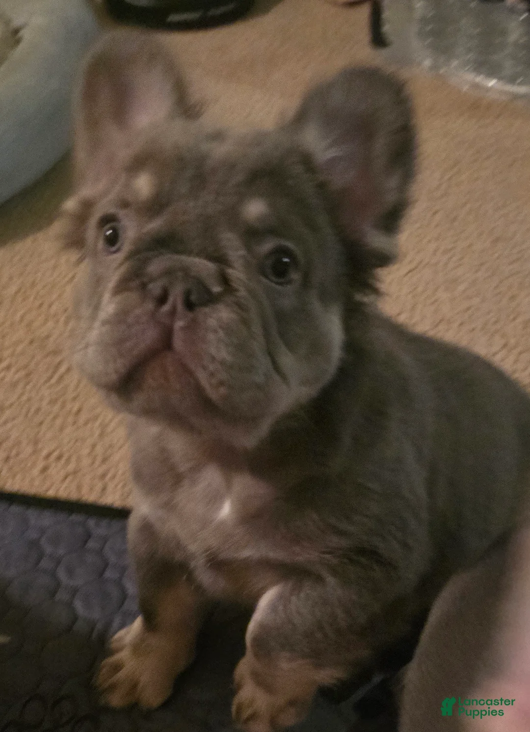 French Bulldog dogs for sale: French Bulldog Puppy 3 - Ad 1