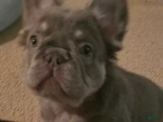 French Bulldog dogs French Bulldog Puppy 3 - Ad 9