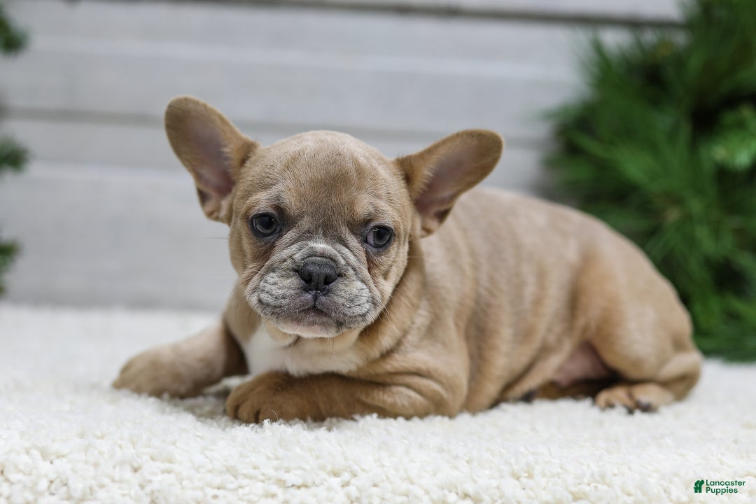 French Bulldog dogs for sale: Carter - Ad 7