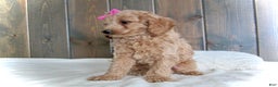 Mini Goldendoodle dogs for sale: Mindy - Ad 4