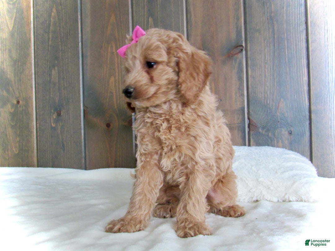 Mini Goldendoodle dogs for sale: Mindy - Ad 4
