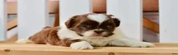Shih Tzu dogs for sale: Banks - Ad 6