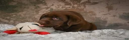 Labrador Retriever dogs for sale: Leo - Ad 5