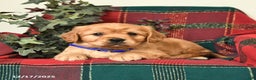 Miniature Golden Retriever dogs for sale: Timothy - Ad 2