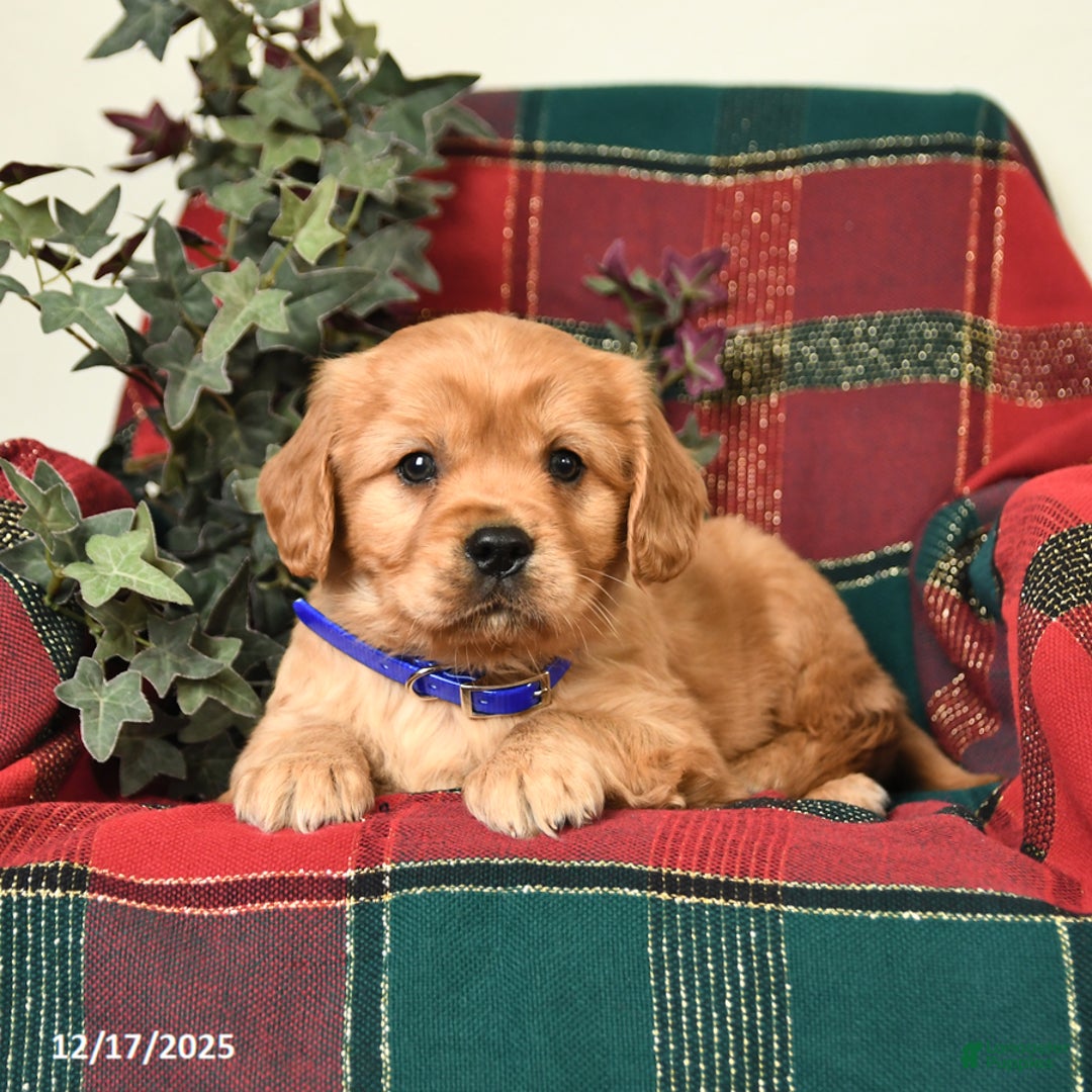 Miniature Golden Retriever dogs for sale: Timothy - Ad 2