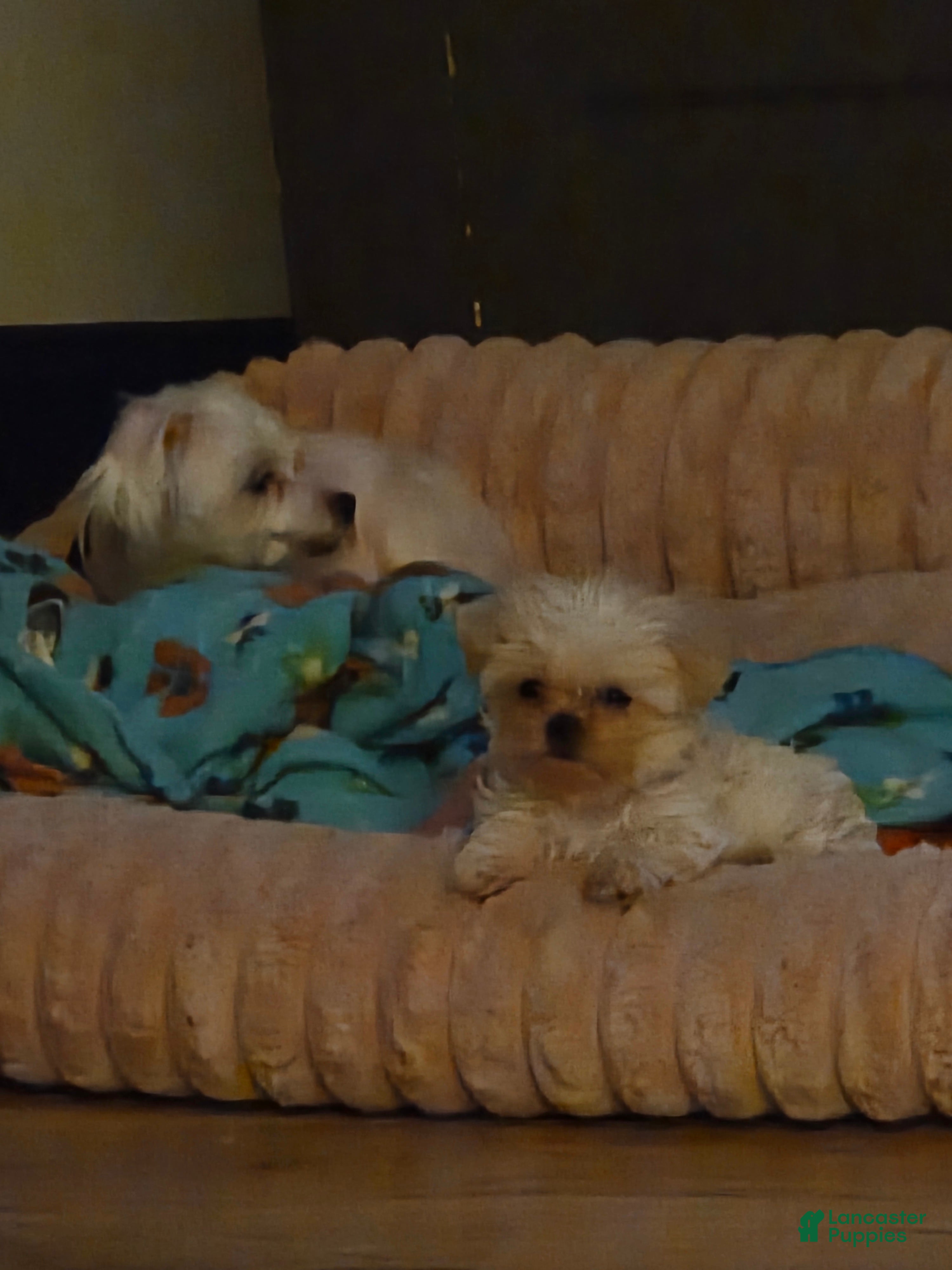 Malshi dogs Betty - Ad 7