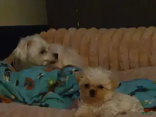 Malshi dogs Betty - Ad 7