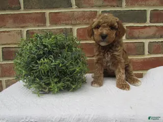 Mini Goldendoodle dogs for sale: Lily - Ad 4
