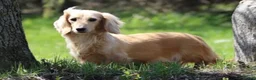 Miniature Dachshund dogs for sale: Miniature Dachshund Barry - Ad 2