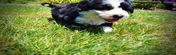 Havapoo dogs for sale: Inky - Ad 9