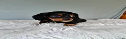 Miniature Dachshund dogs for sale: Casper - Ad 6