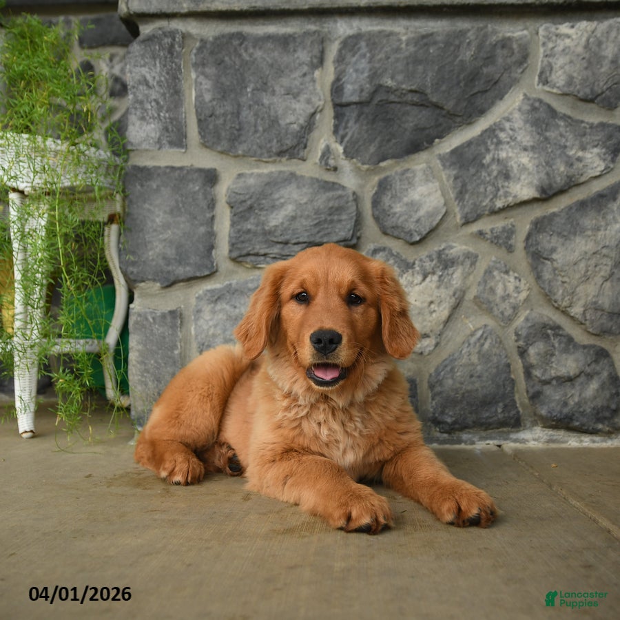 Golden Retriever dogs Jenny - Ad 2