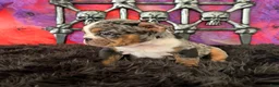 English Bulldog dogs for sale: Lola - Ad 4