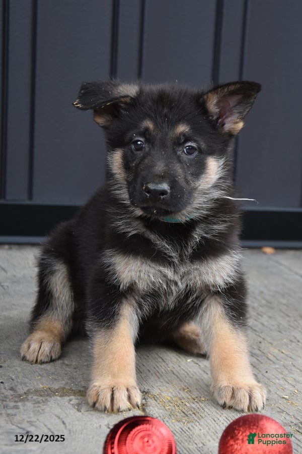 German Shepherd dogs Lincoln - Ad 33