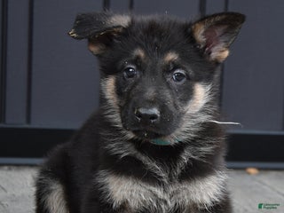 German Shepherd dogs Lincoln - Ad 27