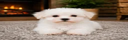 Maltese dogs for sale: Rocky - Ad 1