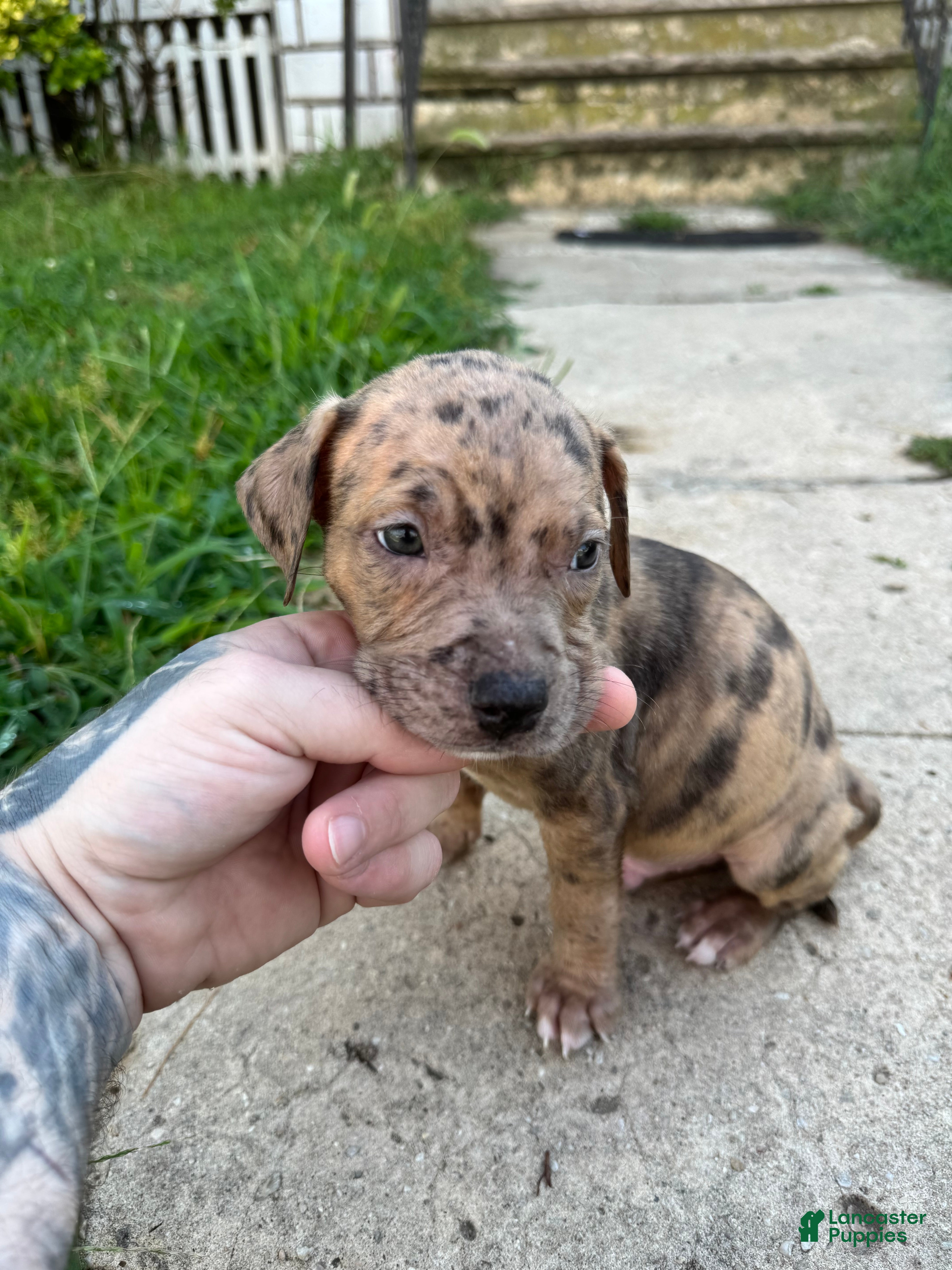 American Bully dogs Tony - Ad 39