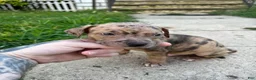 American Bully dogs for sale: Tony - Ad 1
