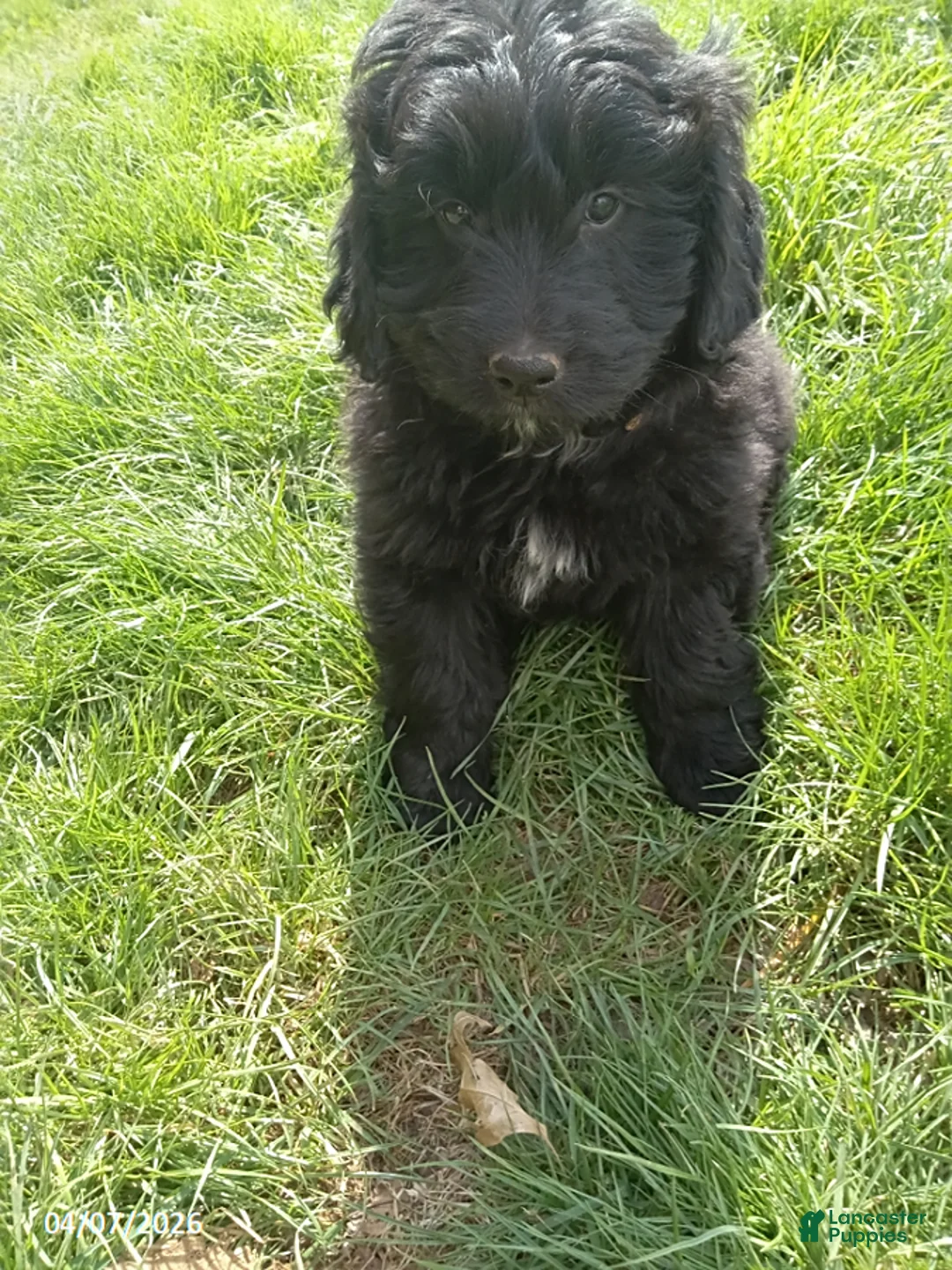 Mini Goldendoodle dogs for sale: Don - Ad 1