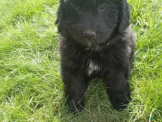 Mini Goldendoodle dogs Don - Ad 13