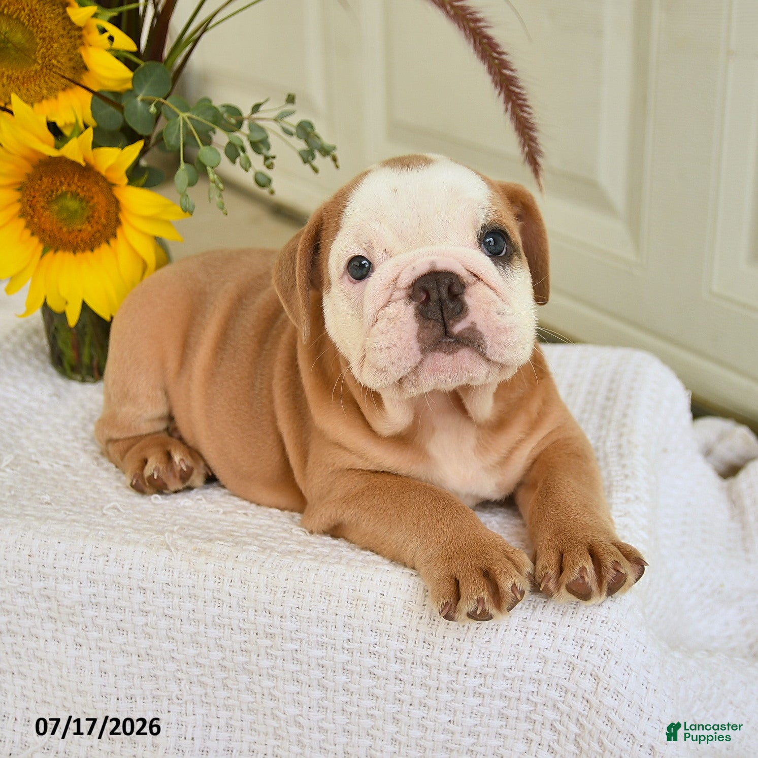 English Bulldog dogs Travis - Ad 2