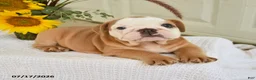 English Bulldog dogs for sale: Travis - Ad 2
