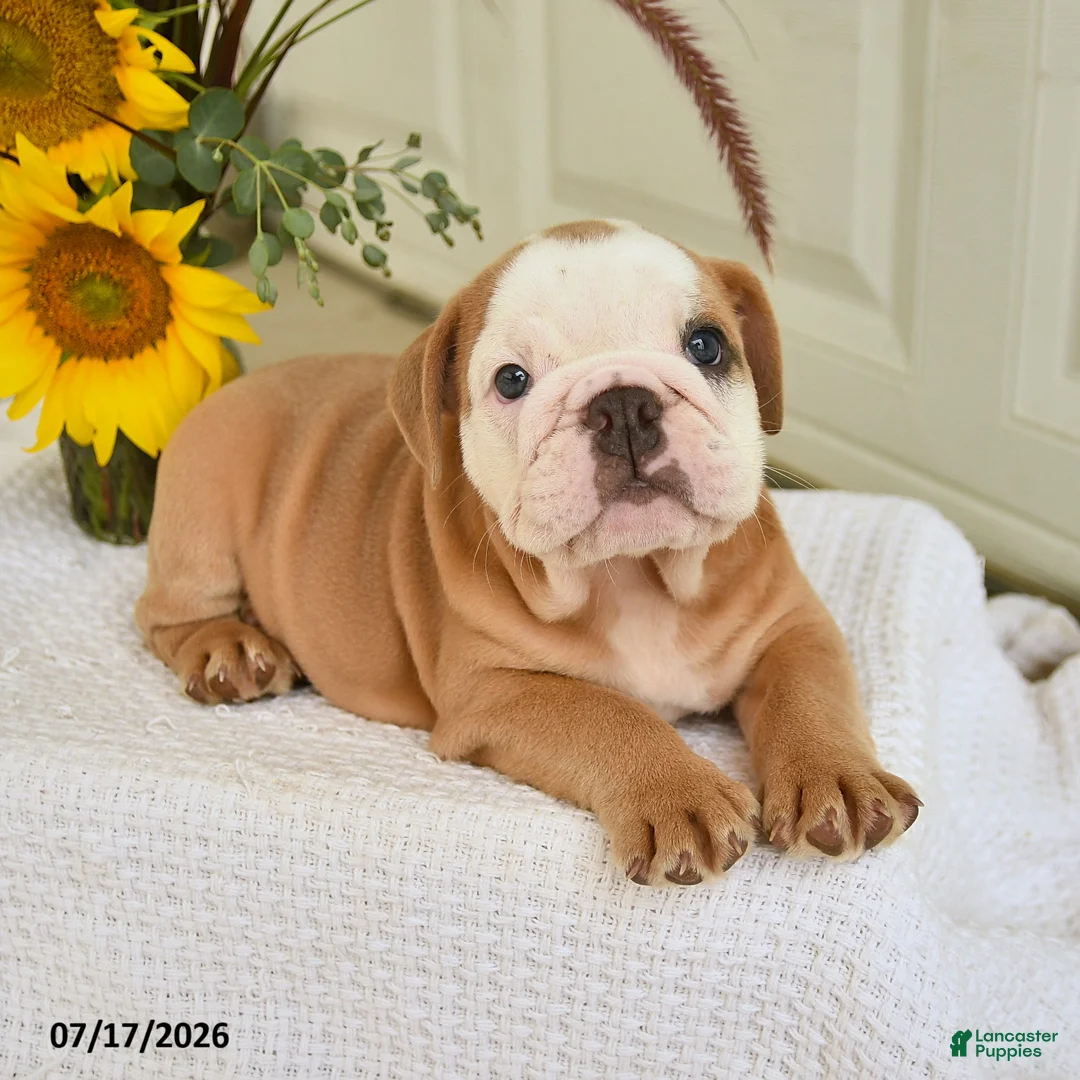 English Bulldog dogs for sale: Travis - Ad 2
