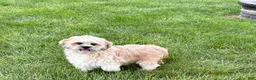 Lhasa Apso dogs for sale: Sammy - Ad 5