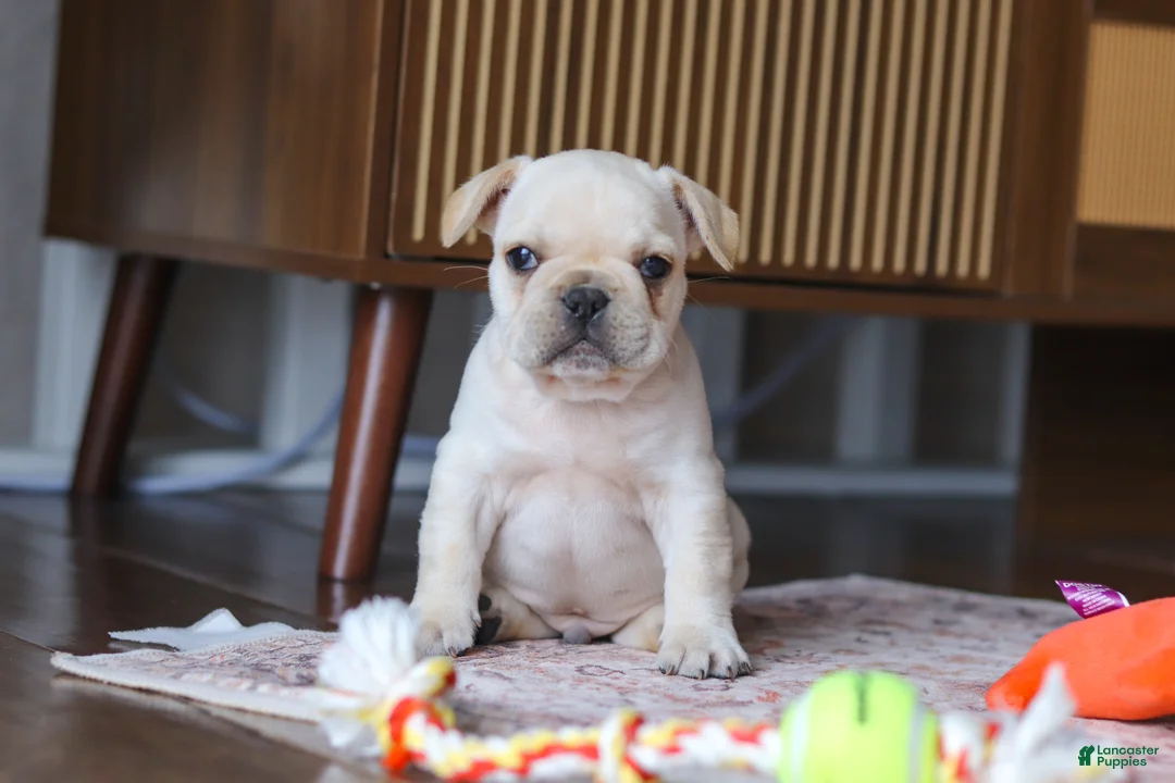 French Bulldog dogs for sale: Birch  - Ad 6