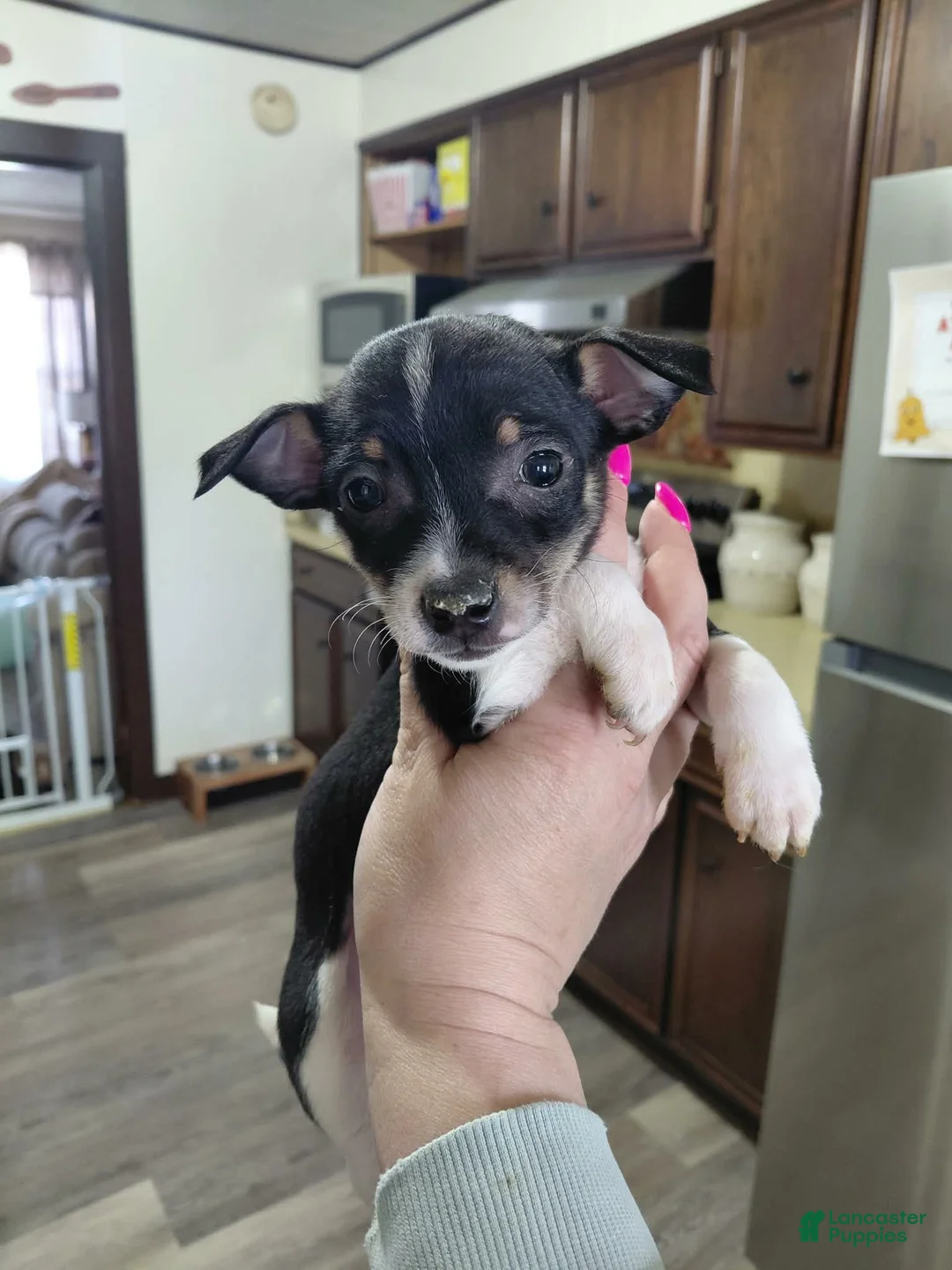 Mixed Breed dogs for sale: Zoro - Ad 1