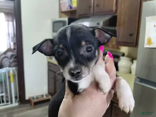 Mixed Breed dogs Zoro - Ad 9