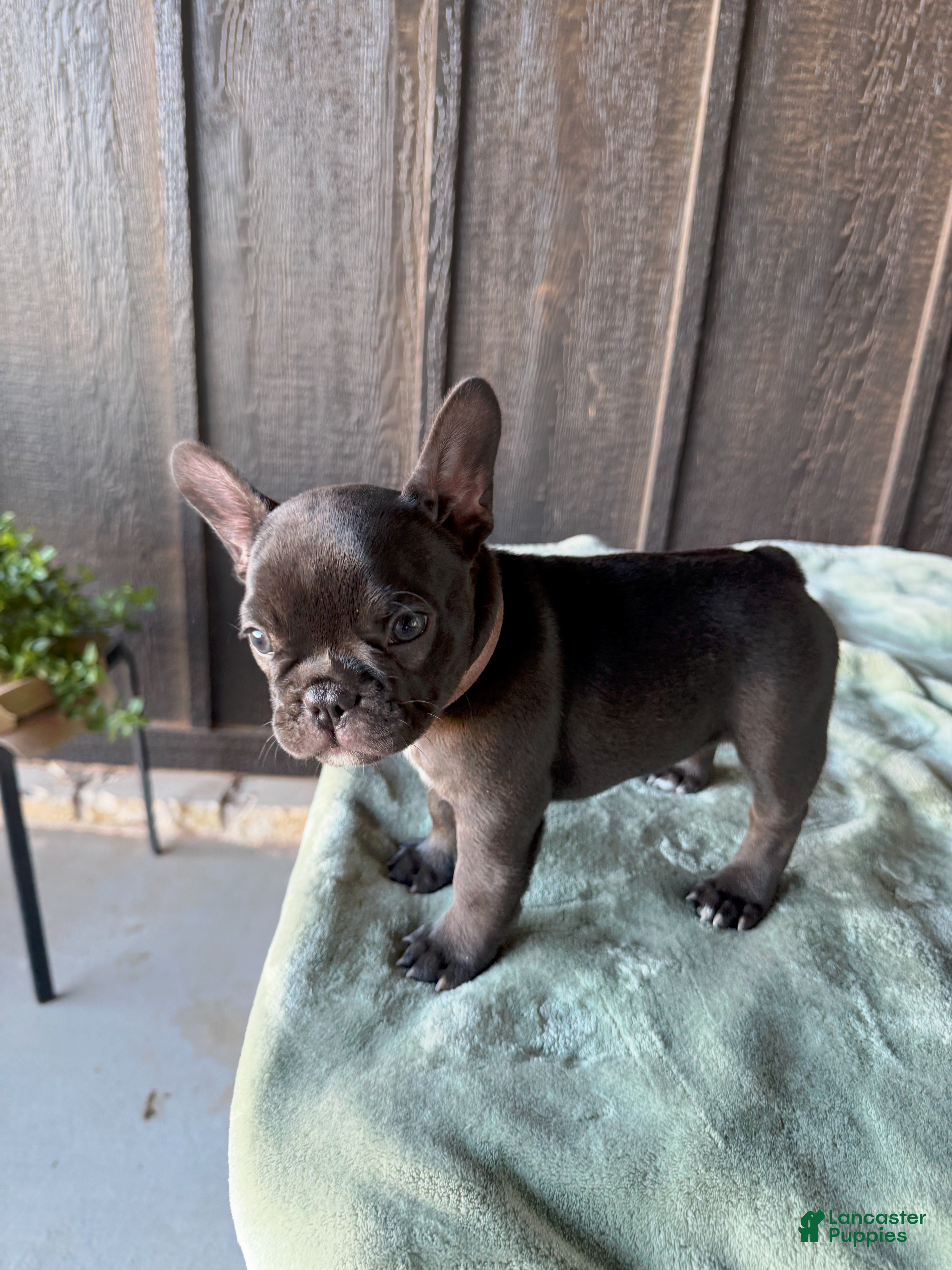 French Bulldog dogs Sapphire  - Ad 1