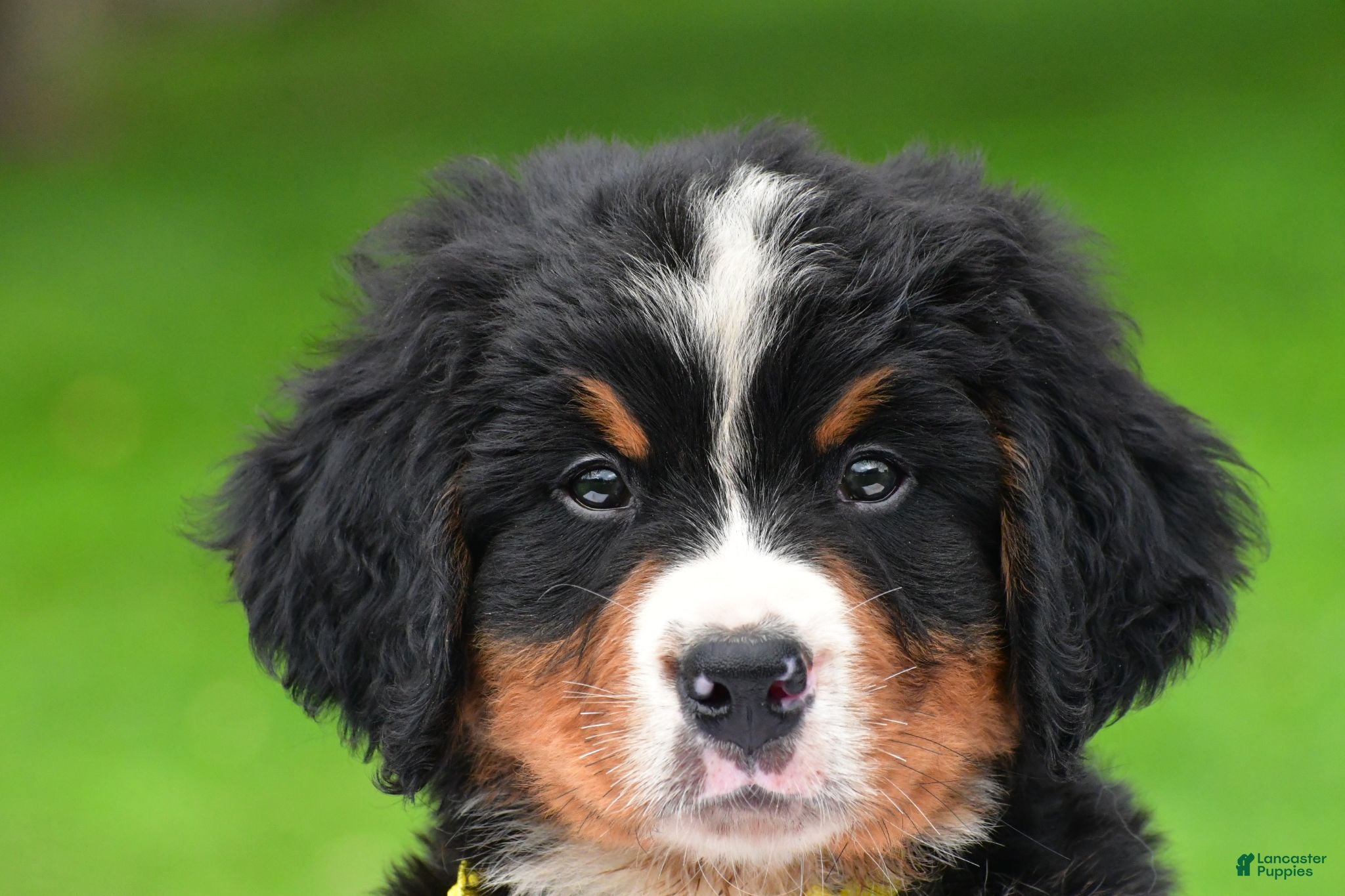 Bernese Mountain Dog dogs Neal - Ad 1
