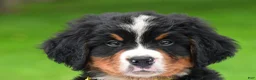 Bernese Mountain Dog dogs for sale: Neal - Ad 1