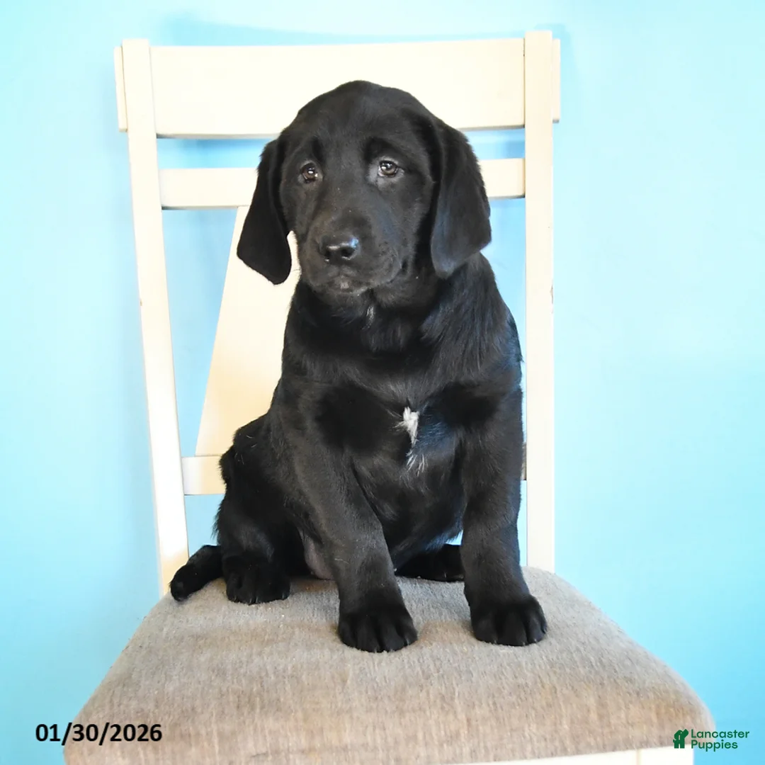 Labrador Retriever dogs for sale: Pansy - Ad 2