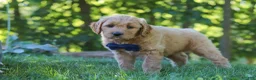 Mixed Breed dogs for sale: Jamal - Ad 4