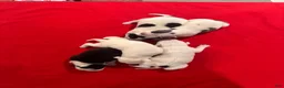 Mixed Breed dogs for sale: Delilah - Ad 10